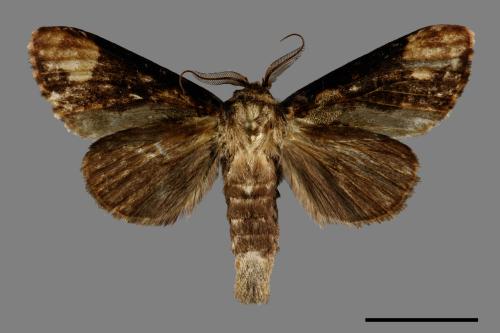 Formofentonia orbifer rotundata[圓紛舟蛾][00099484]