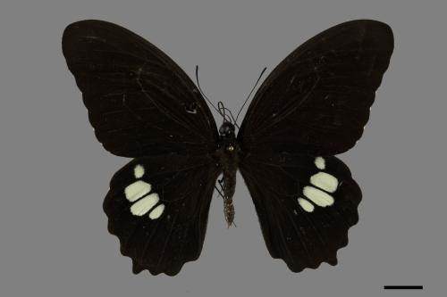 Papilio castor formosanus[無尾白紋鳳蝶][00101135]