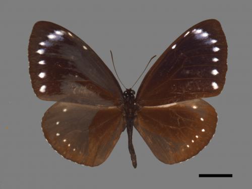 Euploea tulliolus koxinga[小紫斑蝶][00088075]