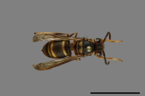 Vespula arisana[阿里山黃胡蜂][00072860]