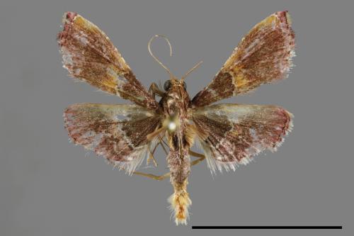 <已分類>Family：Pyralidae[螟蛾科][00065081]