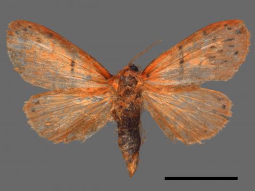 Stigmatophora tridens[直紋苔蛾][00047800]