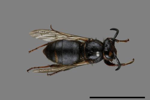 Vespula flaviceps[細黃胡蜂][00073142]
