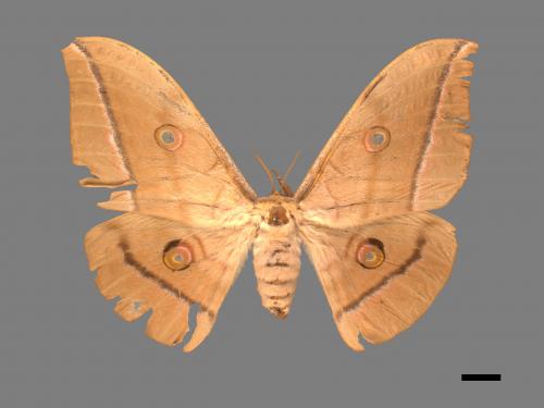 Antheraea pernyi[姬透目天蠶蛾][00016116]