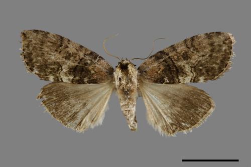 Horipsestis aenea[藹環波紋蛾][00071081]