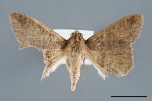 <已分類>Genus：Ericeia[00006511]