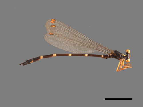 Rhipidolestes aculeatus aculeatus[芽痣蹣蟌][00104058]