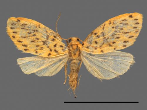 Asura alikangiae[關山豔苔蛾][00038363]