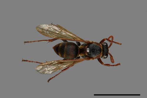 Polistes takasagonus[雙斑長腳蜂][00072682]