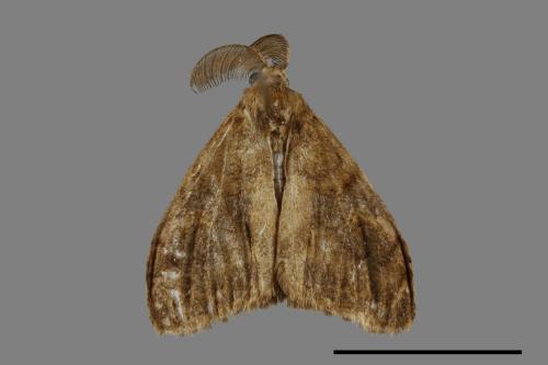 Orgyia postica[小白紋毒蛾][00023789]