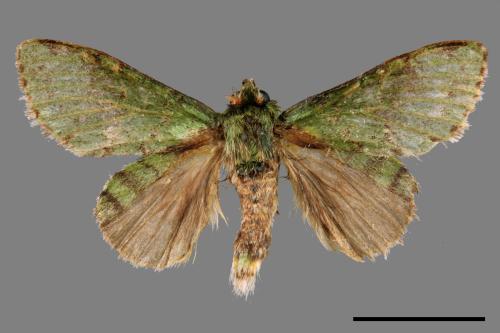 Stauropus takamukuana[綠蟻舟蛾][00056215]