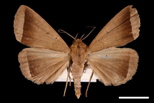 <已分類>Genus：Simplicia[00011400]