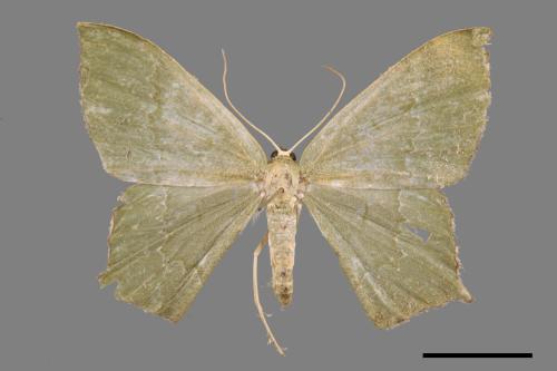 <已分類>Genus：Maxates[00051416]