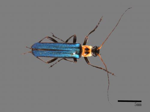 <已分類>Family：Cantharidae[菊虎科][00046819]