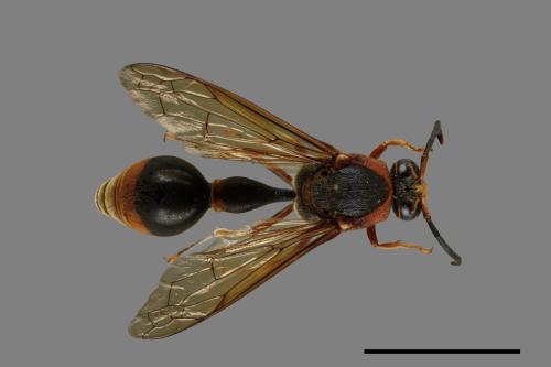 Oreumenes decoratus[00013408]