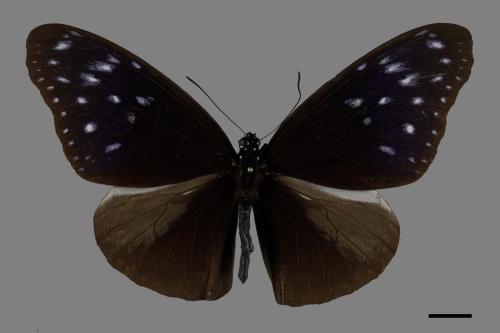 Euploea mulciber barsine[端紫斑蝶][00101520]