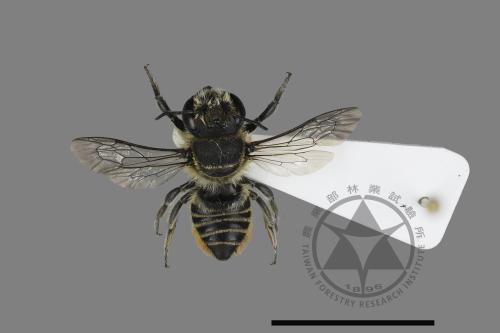 <已分類>Genus：Megachile[切葉蜂屬][00197229]