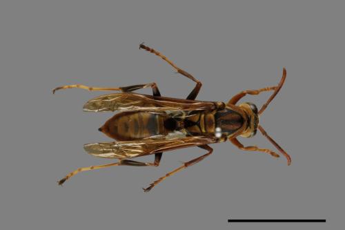 Polistes formosanus[00075645]