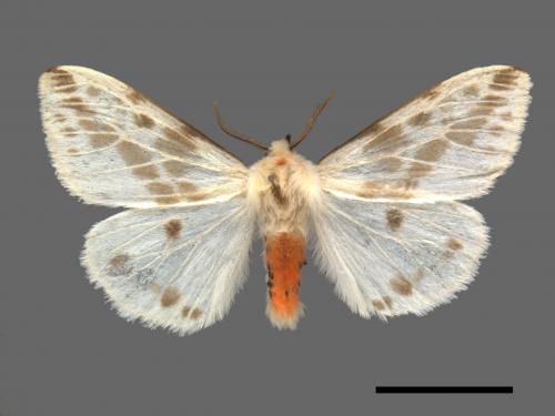 Lemyra rhodophilodes[姬白污燈蛾][00044327]