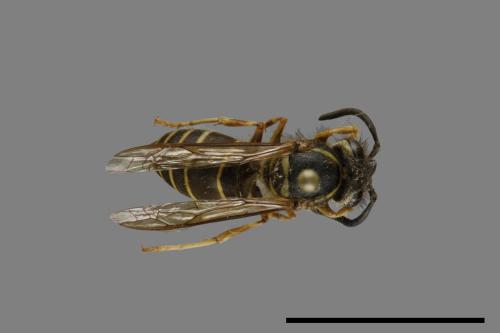 Vespula flaviceps[細黃胡蜂][00073449]