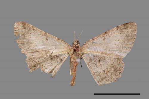 Psilalcis breta rantaizana[巒大山小尺蛾][00022508]