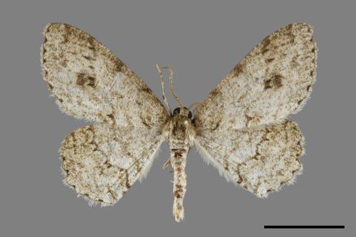 <已分類>Genus：Ectropis[00071532]