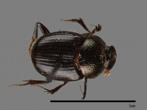 Onthophagus hsui[00043755]