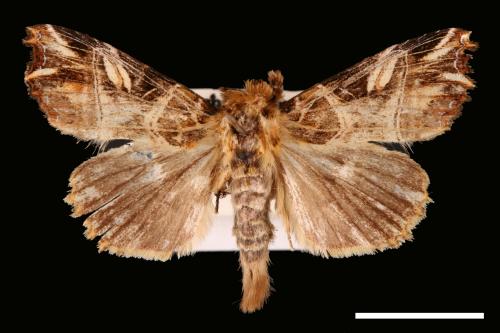 Callopistria repleta[紅暈散紋夜蛾][00002516]