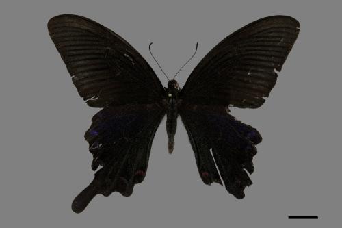 Papilio bianor thrasymedes[烏鴉鳳蝶][00102067]