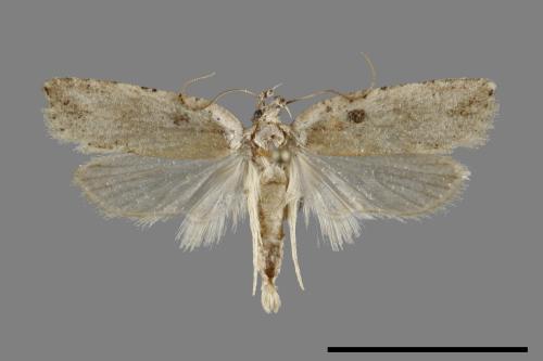<已分類>Family：Tortricidae[捲葉蛾科][00095059]