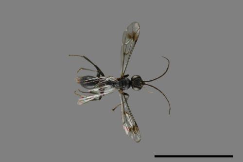 <已分類>Family：Pompilidae[蛛蜂科][00071908]