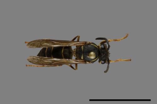 Vespula flaviceps[細黃胡蜂][00073070]