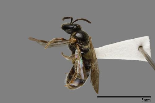 <已分類>Family：Halictidae[隧蜂科][00072384]