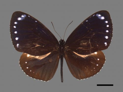 Euploea tulliolus koxinga[小紫斑蝶][00027480]