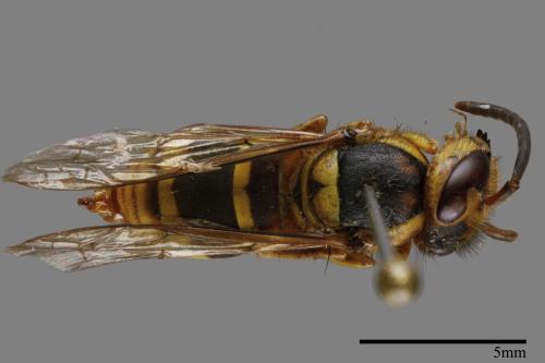 Vespula arisana[阿里山黃胡蜂][00120750]