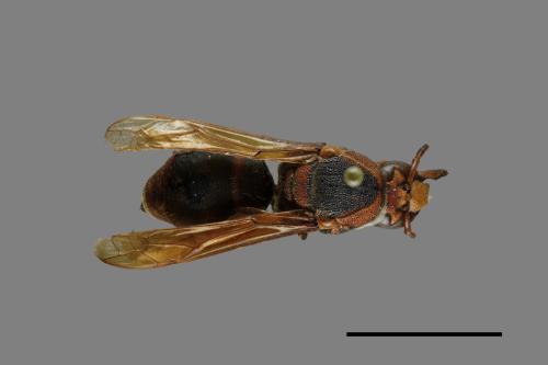 Anterhynchium flavomarginatum formosicola[黃緣蜾嬴][00073519]