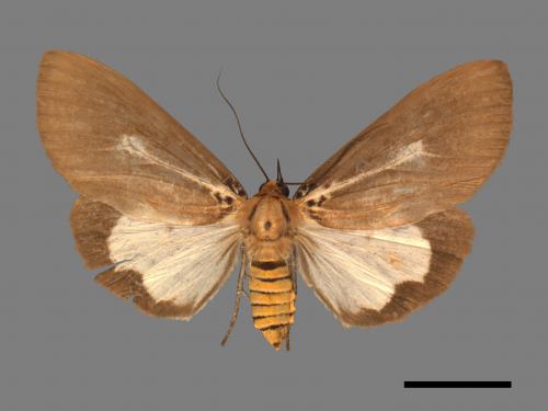 Asota heliconia zebrina[圓端擬燈蛾][00047526]