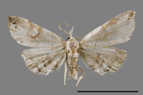 <已分類>Family：Noctuidae[夜蛾科][00011760]