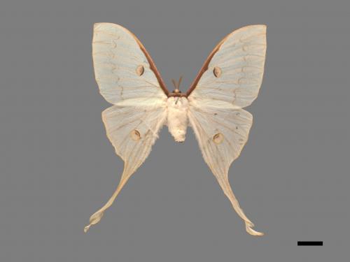 Actias heterogyna subaurea[台灣長尾水青蛾][00016320]