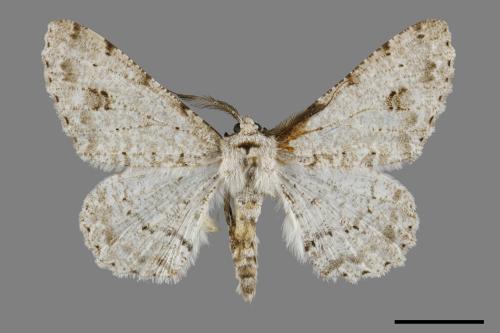 Lassaba parvalbidaria parvalbidaria[污雪雙斑尺蛾][00091616]
