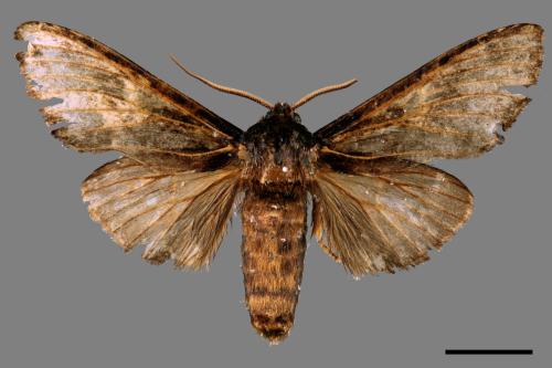 Lymantria xylina xylina[黑角舞蛾][00044635]