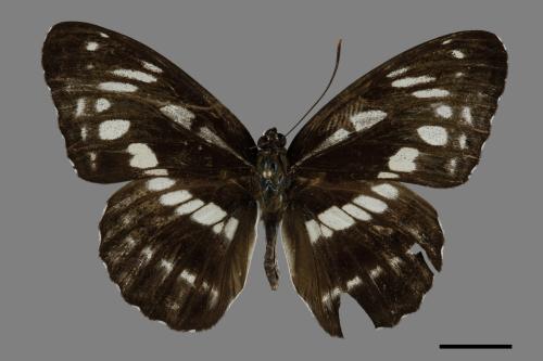 Limenitis sulpitia tricula[臺灣星三線蝶][00094013]