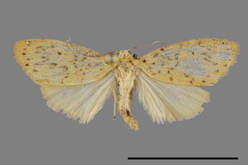 Asura alikangiae[關山豔苔蛾][00092899]