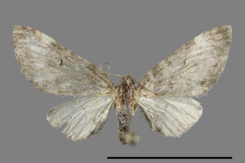 <已分類>Family：Geometridae[尺蠖蛾科][00091234]