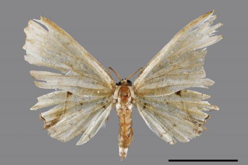 Dysaethria flavistriga[黃紋雙尾蛾][00045336]