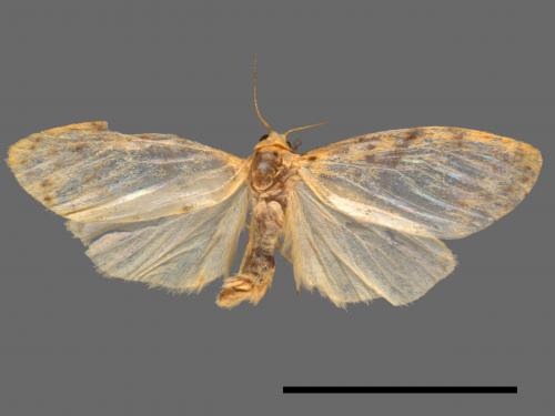 Asura alikangiae[關山豔苔蛾][00039496]