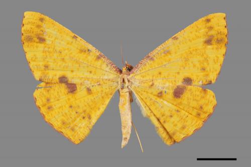 Eumelea ludovicata[雌黃粉尺蛾][00019616]