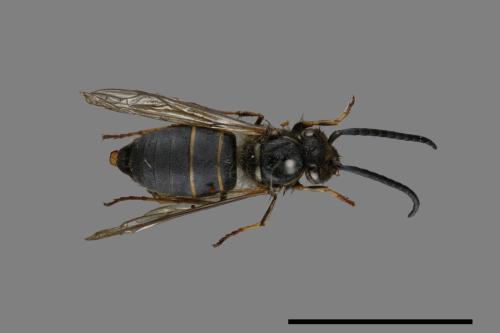 Vespula flaviceps[細黃胡蜂][00072891]
