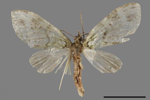 Sauris olivacea[連紋縐翅波尺蛾][00047096]