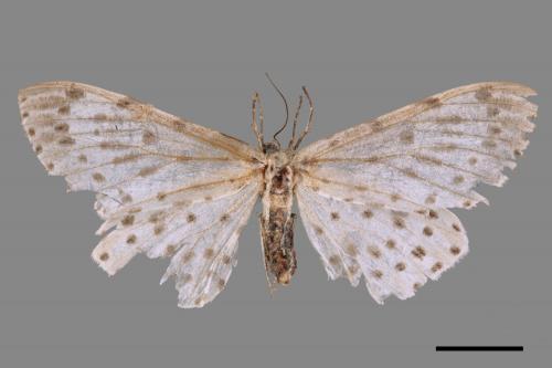 Antipercnia cordiforma[大胡麻斑星尺蛾][00052305]